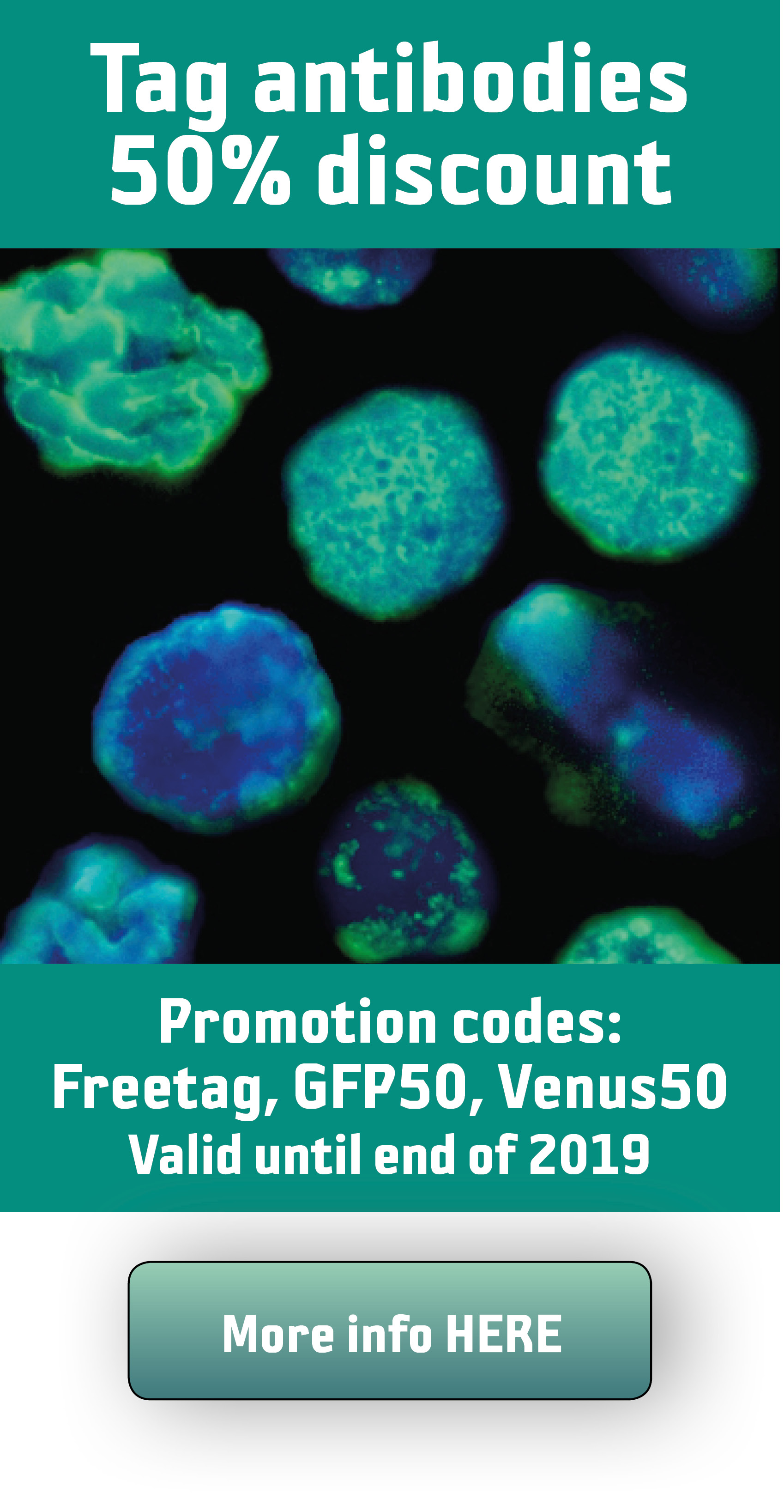 AntiKLH ((keyhole limpet hemocyanin) antibodies